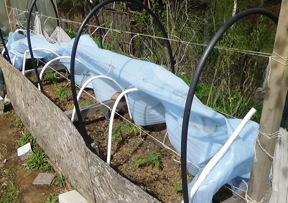 Посадка помидоров "лежа"