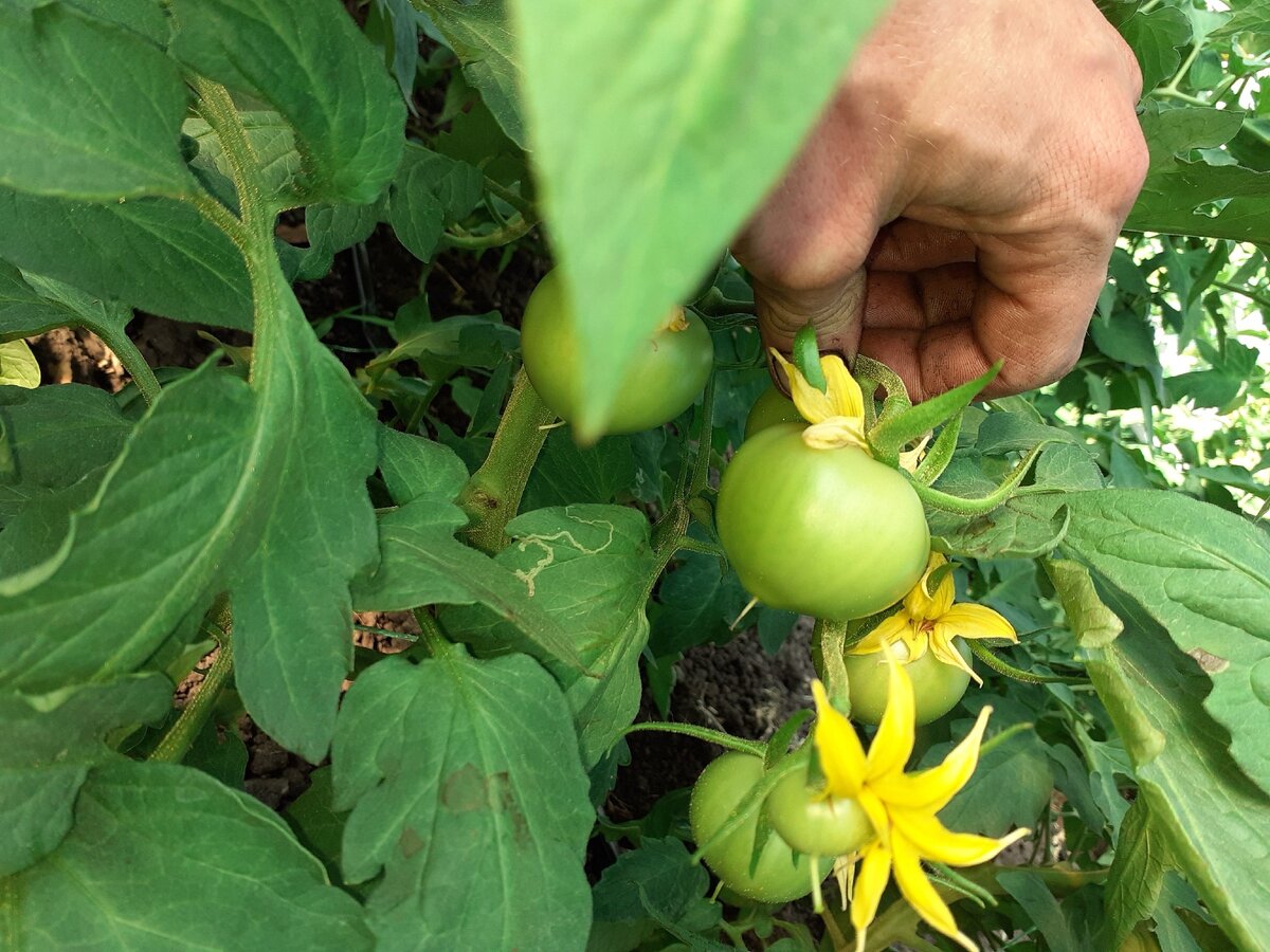 Завязанная кисть с помощью стимулятора плодообразования