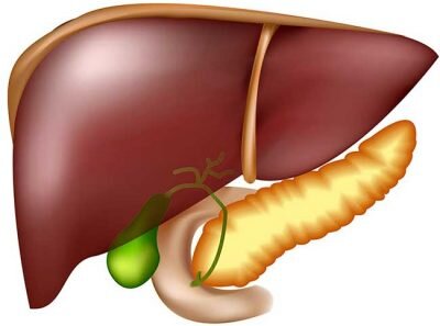 Обезвреживает, подающие в организм токсины, яды и аллергены, превращая их в менее вредные и легко выводимые вещества.