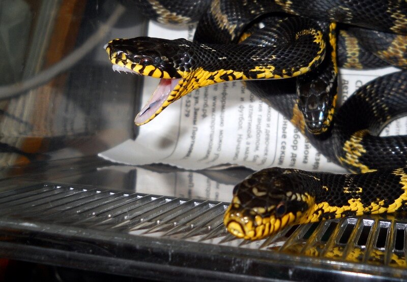 Амурский полоз, или полоз Шренка (лат. Elaphe schrenckii)