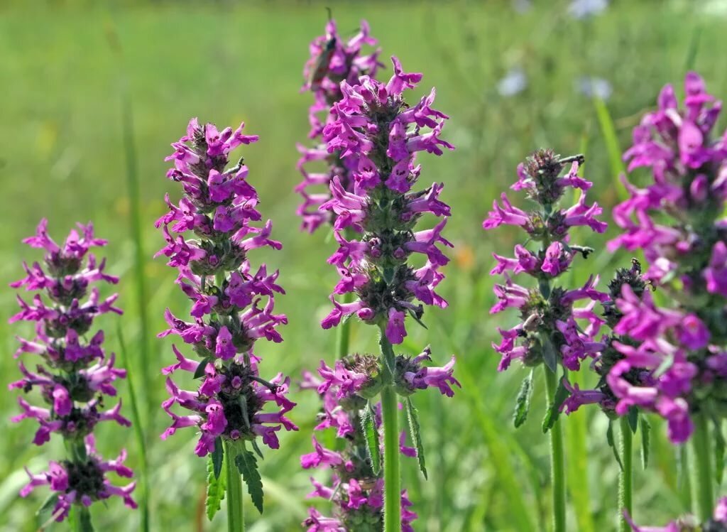 Народное название. Буквица лекарственная - Betonica officinalis. Буквица чистец лекарственный. Буковица (полевой шалфей).. Чистец буквицецветный.