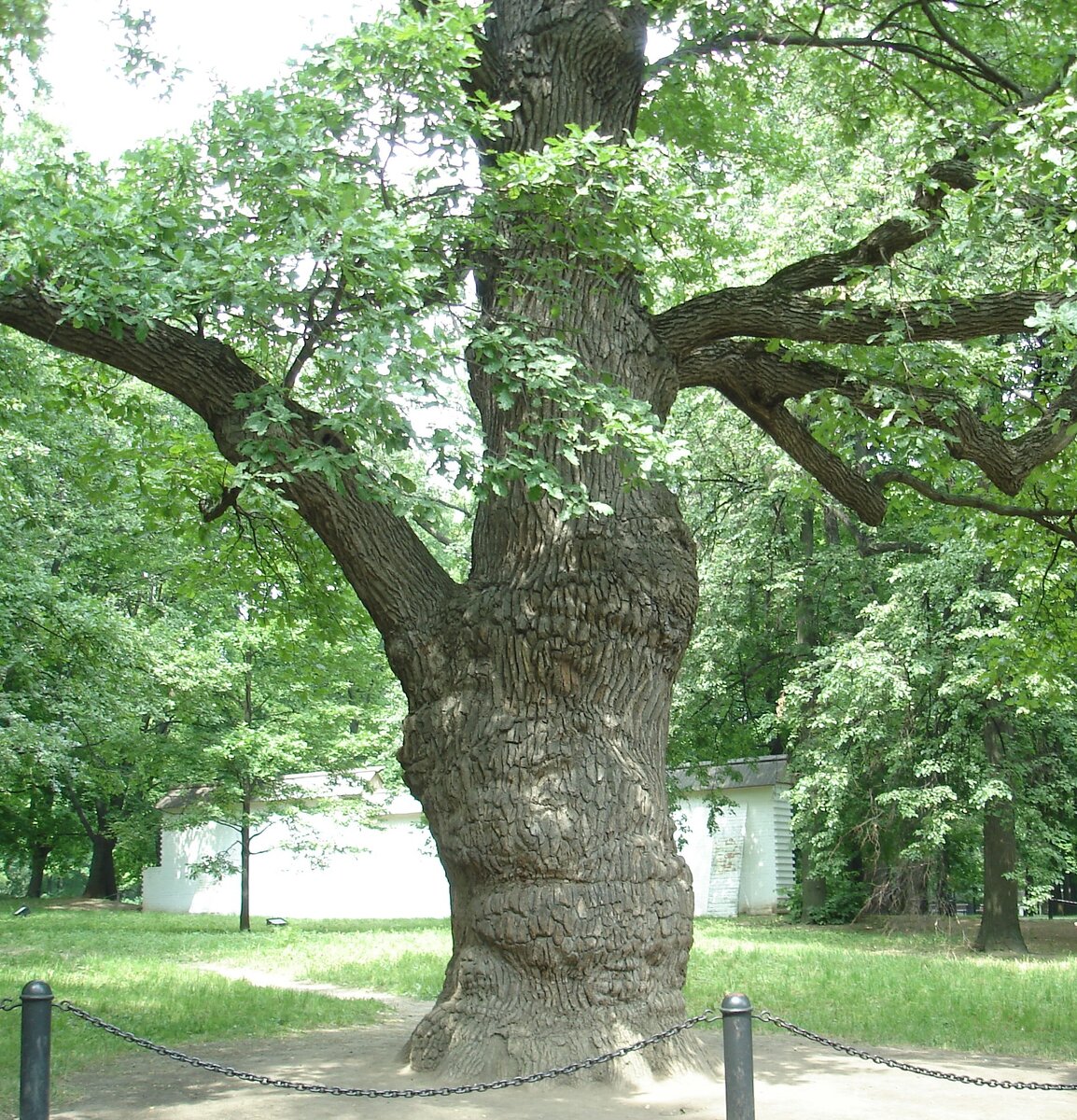 Дубы в москве
