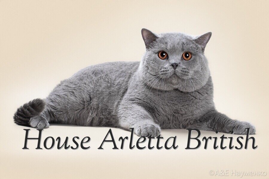 британский кот, титул - Чемпион мира, питомник House Arletta British