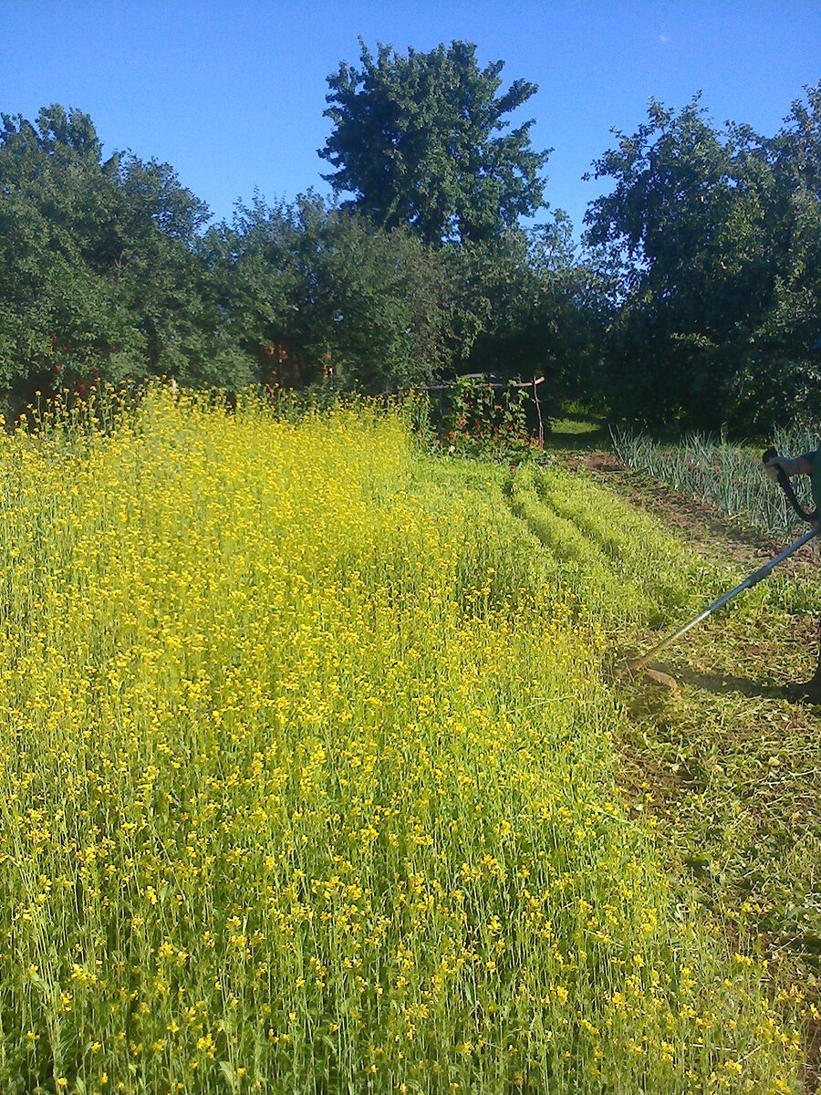 Кошение сидератов перед заделкой в почву