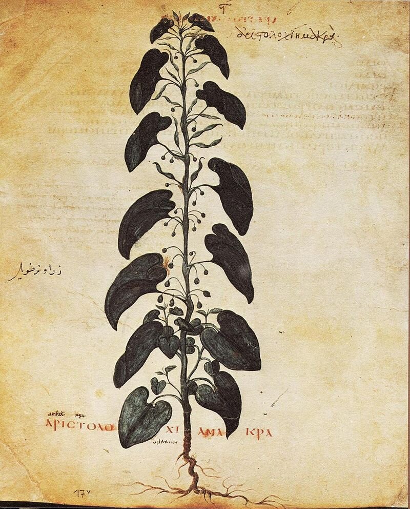 Кирказон обыкновенный (Венский Диоскорид, Византия, VI век)
