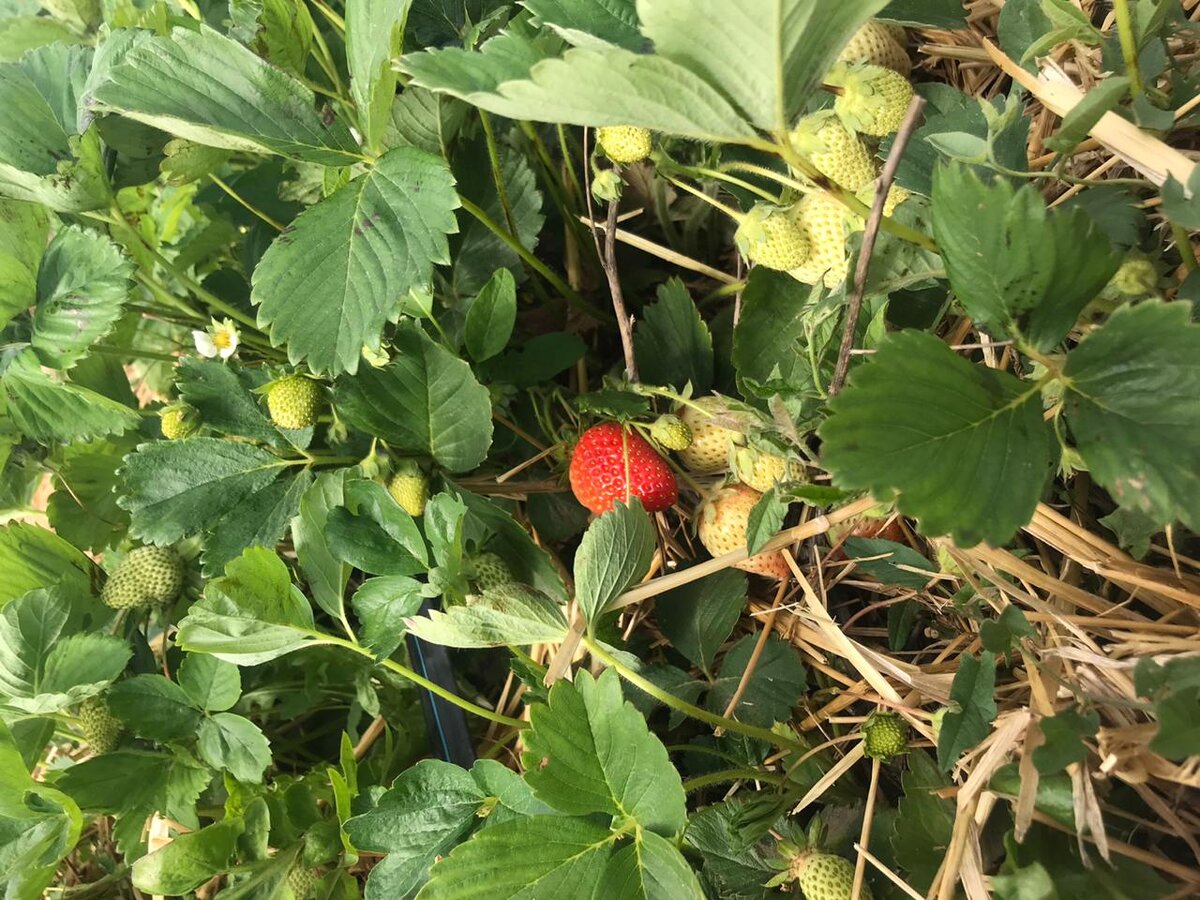 Первые ягоды