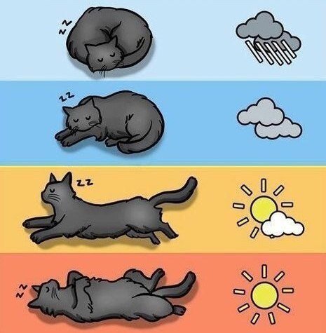 Определение погоды по коту