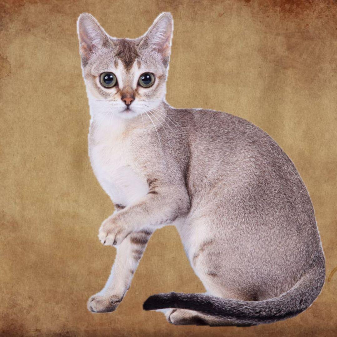    Сингапурская кошка — это создание с невероятно большими, и красивыми глазами, с восхитительной короткой шёрсткой отливающей розовым цветом. Очень милая миниатюрная красавица.-2
