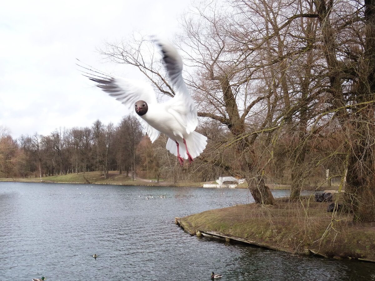 Swan lake парк горького. Гатчинский парк птицы. Птицы в Гатчинском парке. Птицы, которые обитают в Гатчинском парке. Водные птицы Гатчина.