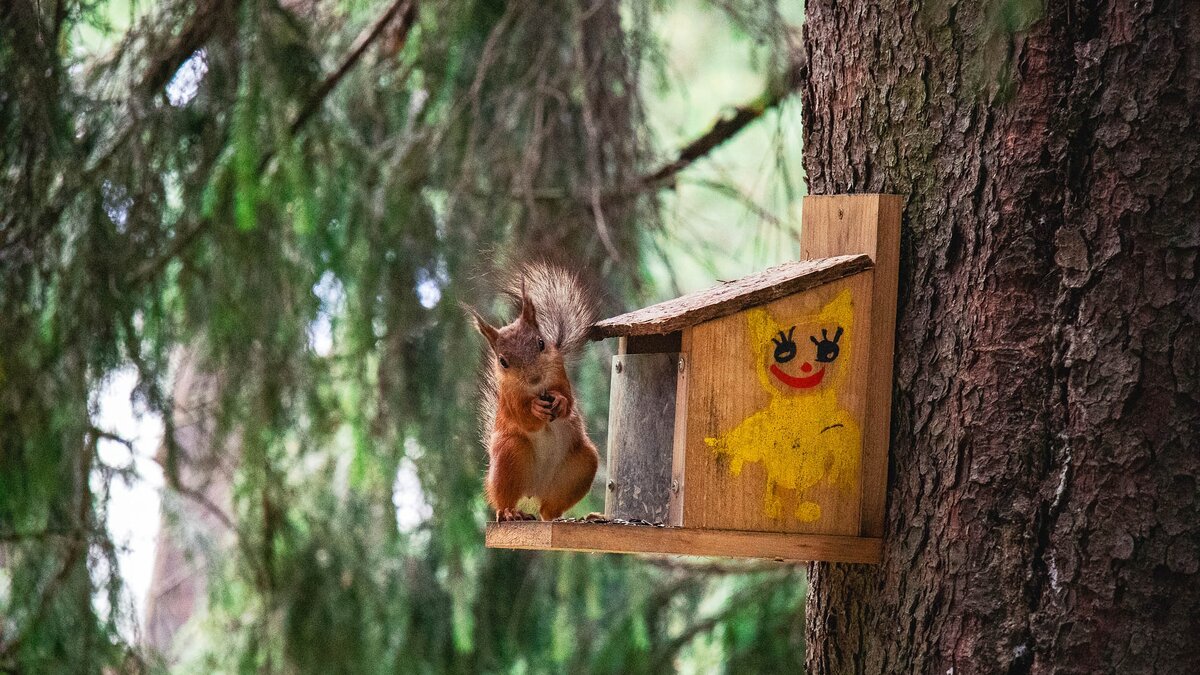 Белка на кормушке, которую мы сделали на мастер классе прошлым летом