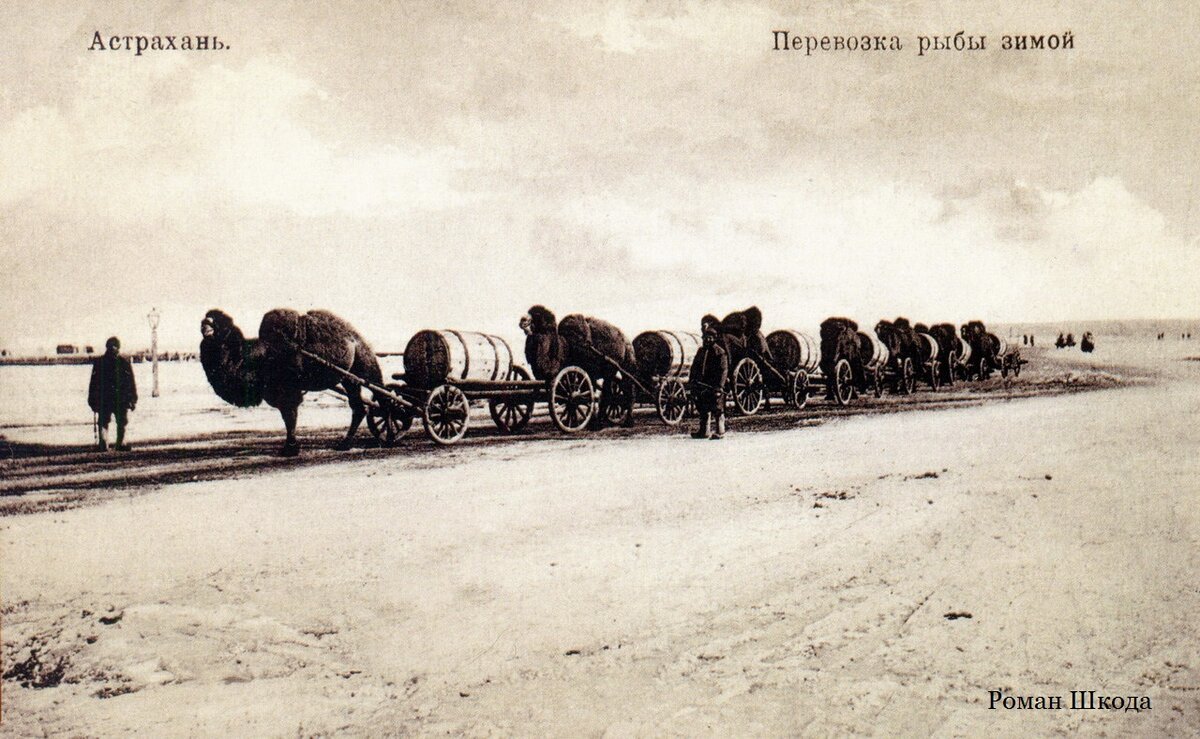 Караван веков. Верблюды в Российской империи. Караваны 19 века. Караван старое. Верблюды в Мелекессе.