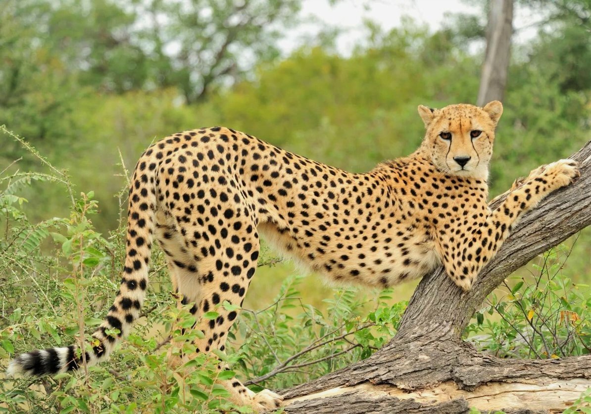 Cheetah (гепард)