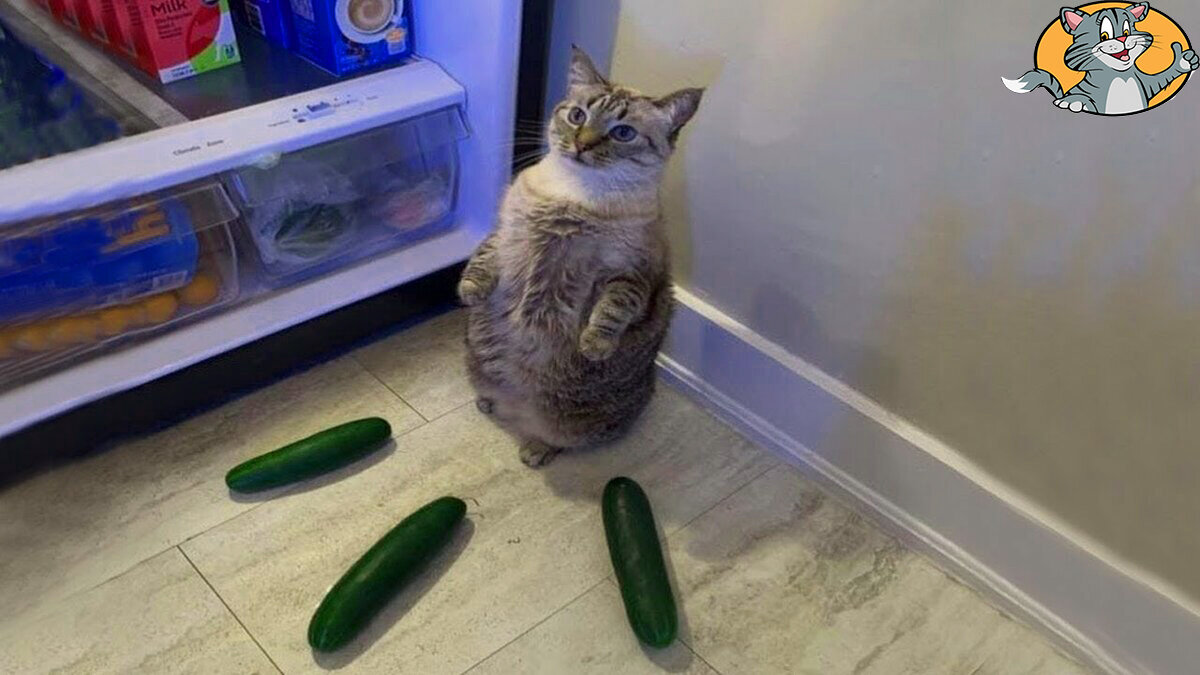 Кот продает огурцы. Фото из открытых источников 