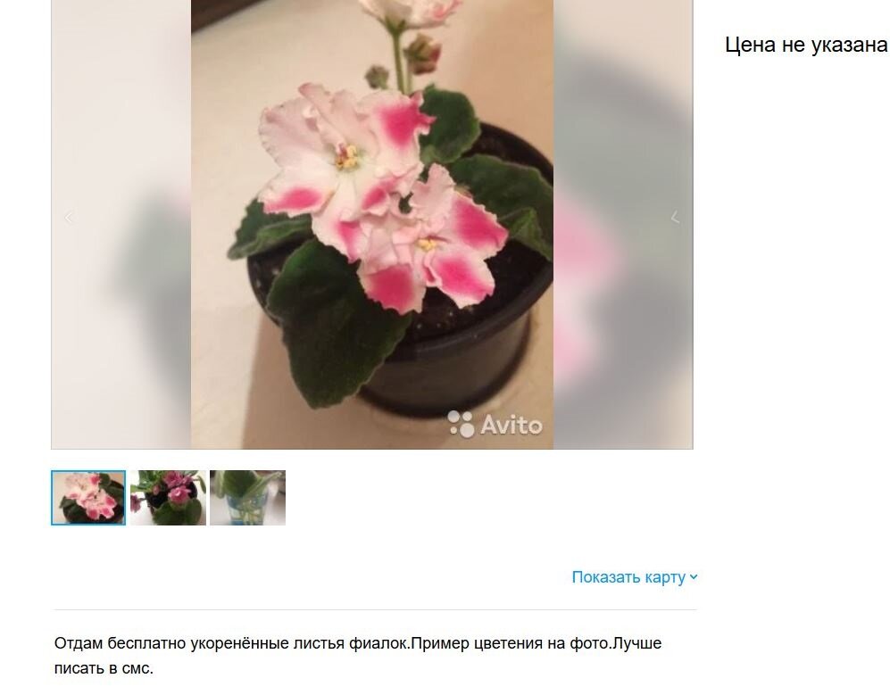 Фиалка бесплатно. Фотография из открытого источника Авито