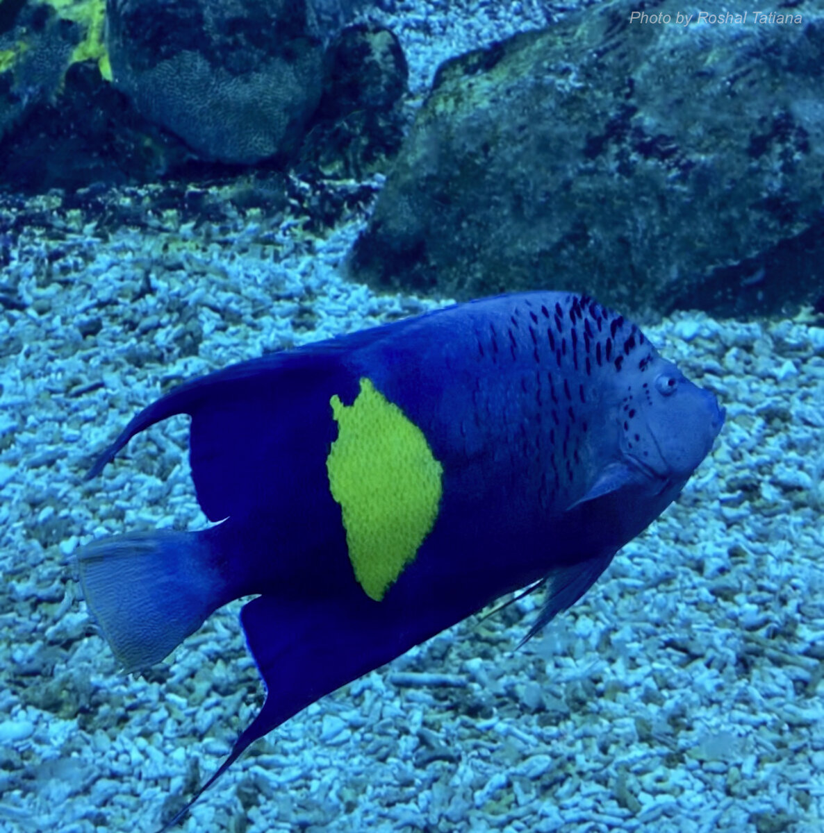 "Aquarium of the Dubai mall". Фото сделано автором канала.