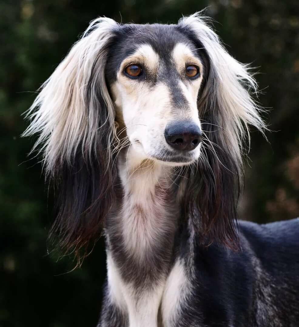 Яндекс.Картинки