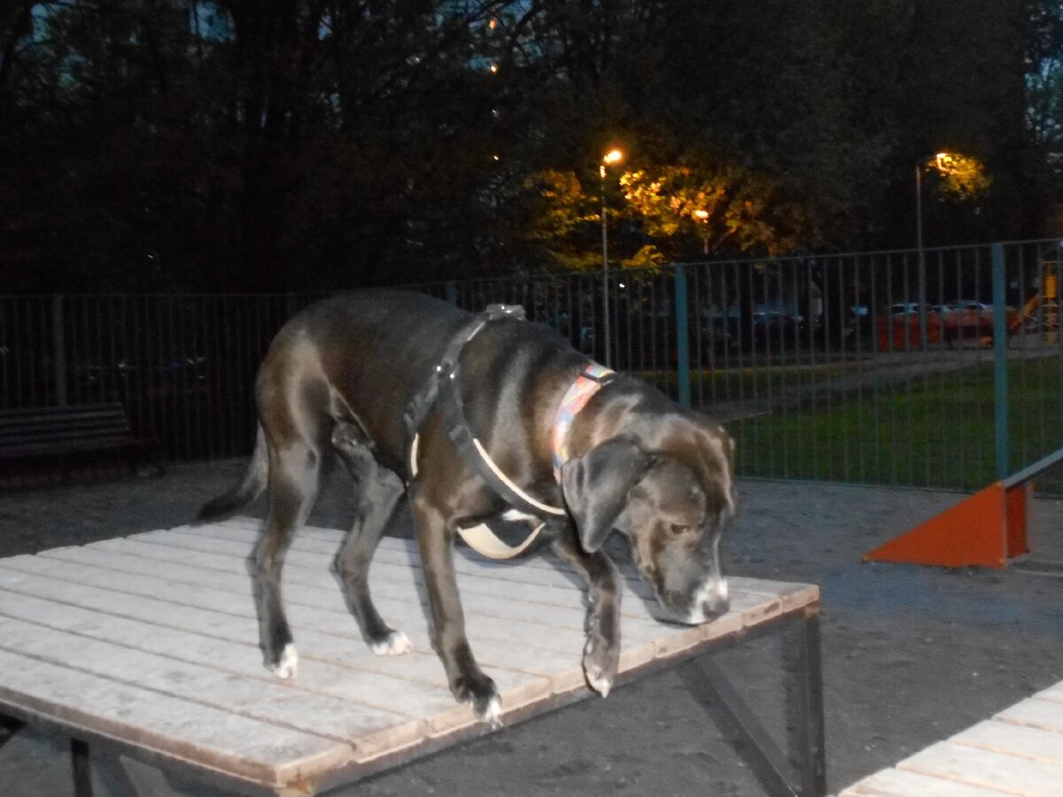 В этот раз гуляли довольно поздно, на площадке не было вообще никого, но мы нашли чем заняться. Вот лазать на мостики немножко поучились. 