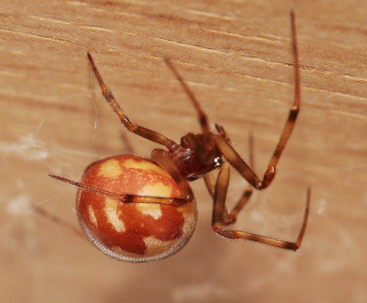 Самка. Снимок из личного фотоархива