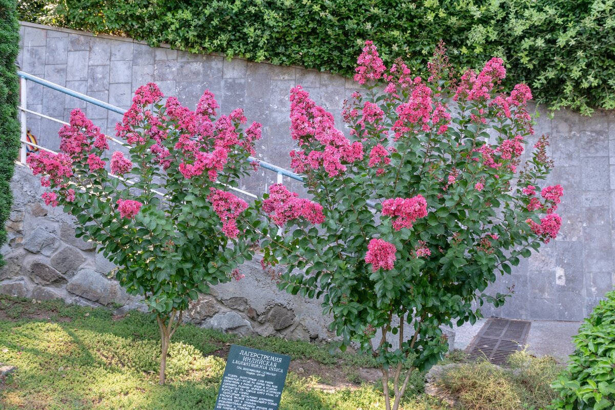 2. Два цветущих куста лагерстремии индийской.
