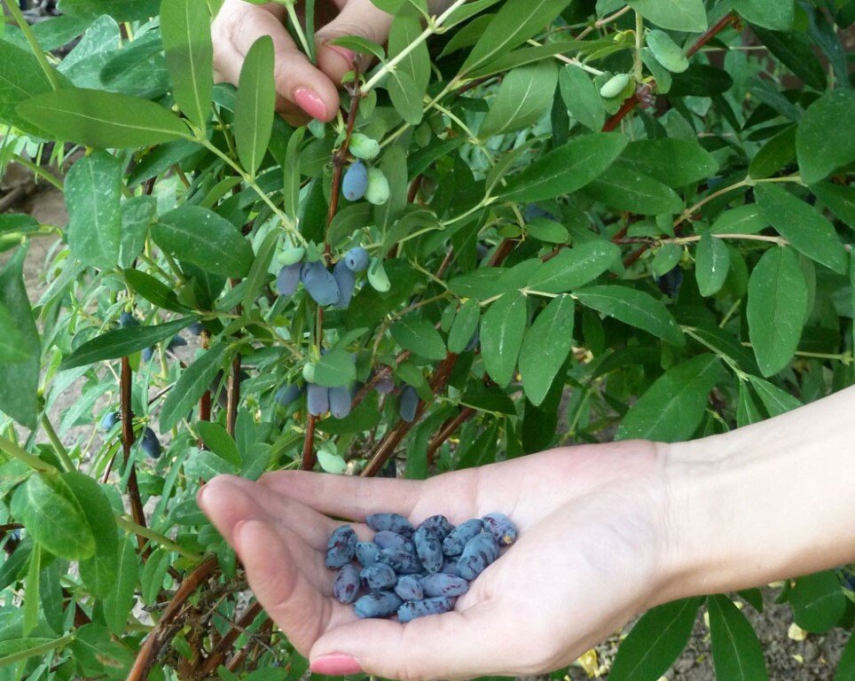 Источник фото: vasha-teplitsa.ru