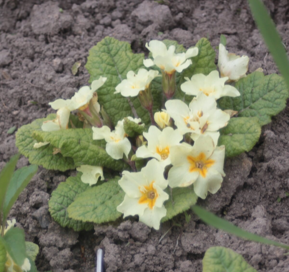 Простая желтая, но на нескольких цветках видны дополнительные лепестки