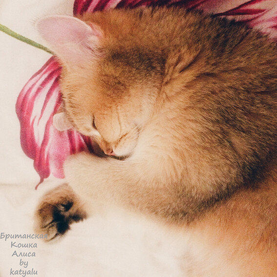 Наша кошка Алиса.Фото из личного архива.