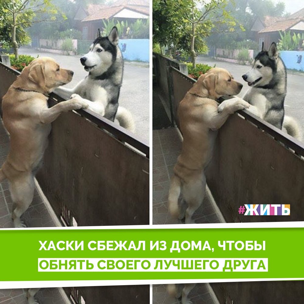 Встречайте лабрадора, который является образцовым другом не только для своей хозяйки, но и для одной одинокой собачки, которая живет по другую сторону улицы от него, и поскольку владелец собаки уезжает из дома на работу на долгие часы, хаски становится очень грустно и одиноко. Недавно хаски получил возможность поблагодарить друга и показать, насколько он ему помогает. Он сбежал, поскольку его владелец забыл запереть ворота, и угадайте, куда он отправился? Конечно, побежал к лучшему другу, и они обнялись🤗 
Теперь фотография обнимающихся псов стала вирусной, потому что она слишком трогательна для этого мира❤

А у вас есть четвероногий друг?☺

#жить #проектжить #животные
