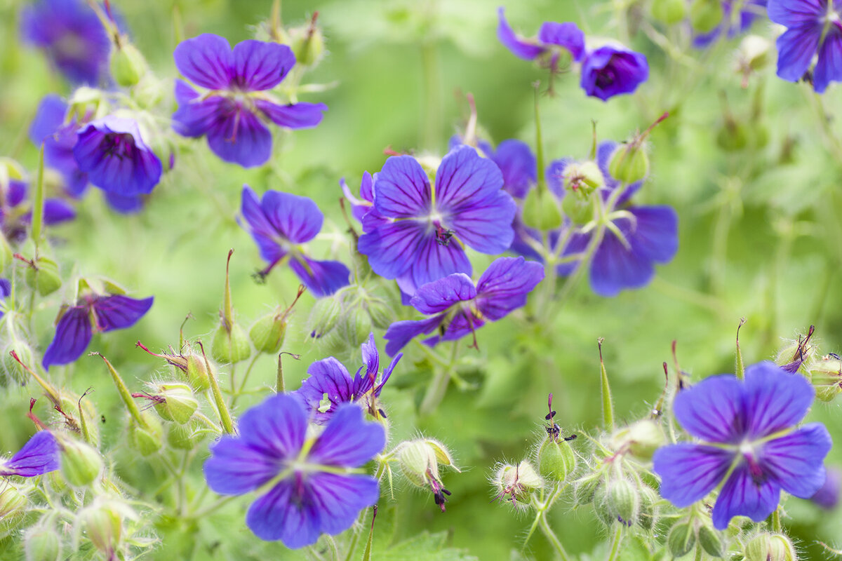 Герань грузинская (Geranium ibericum) - одно из самых неприхотливых садовых растений, которые я встречала. Она хорошо разрастается, устойчива к болезням и долго может расти на одном месте. За свой боевой характер в борьбе за жизненное пространство она у меня получила кличку "Монстрик"
