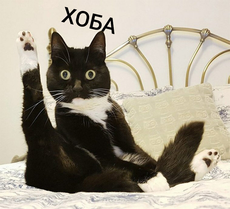 Это картинка из раздела ХОБА, УТРА ХОБА, СУПЕР УЛЬТРА ХОБА