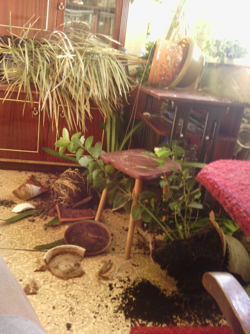 Последствия жизни с влчаком. И так бывает иногда. Фото автора.