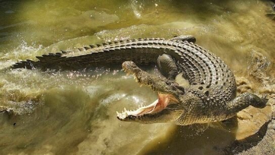   Крокодилы крайне интересный вид полуводных хищников. Эти животные относятся к отряду водных позвоночных и получили статус самых крупных особей вида пресмыкающихся.