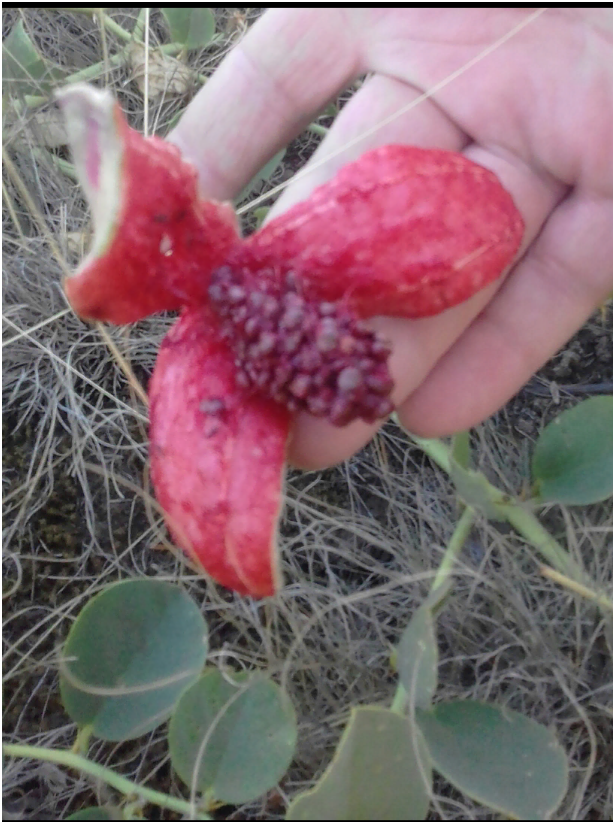 Это перезревший плод каперсника