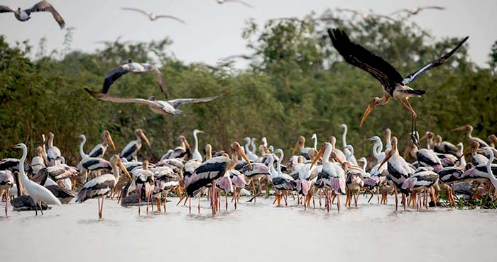 Cambodia Bird Sanctuary