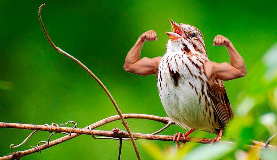 не соглашайтесь на синицу в руках, пока не получите в руки журавля