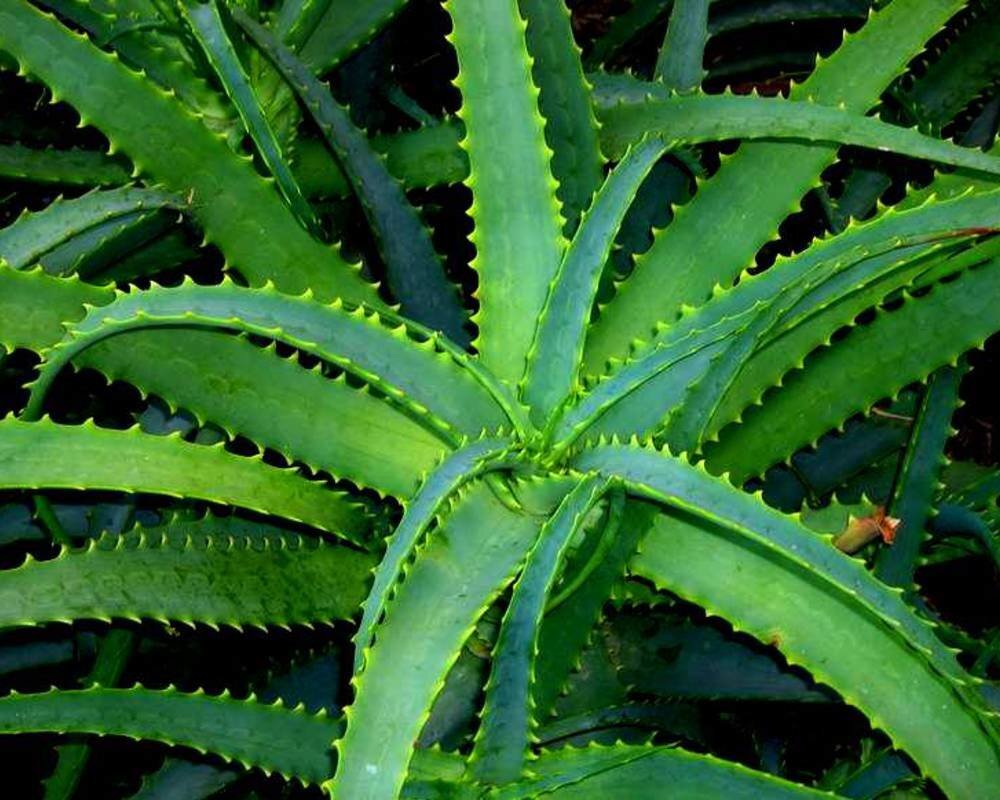 Источник фото: https://yandex.ru/collections/card/589b60c3b4788316fc1e616d/