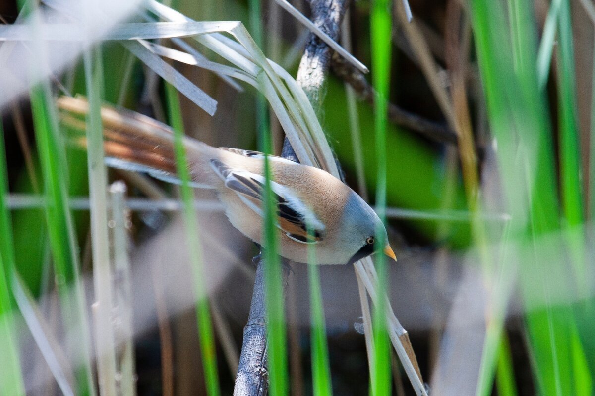 Усатая синица (самец). Фото автора