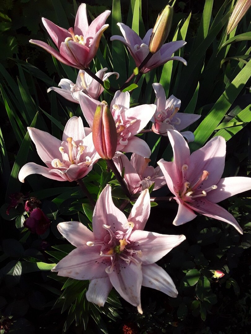 Лилия ЛА-гибрид, сорт Pink Brush