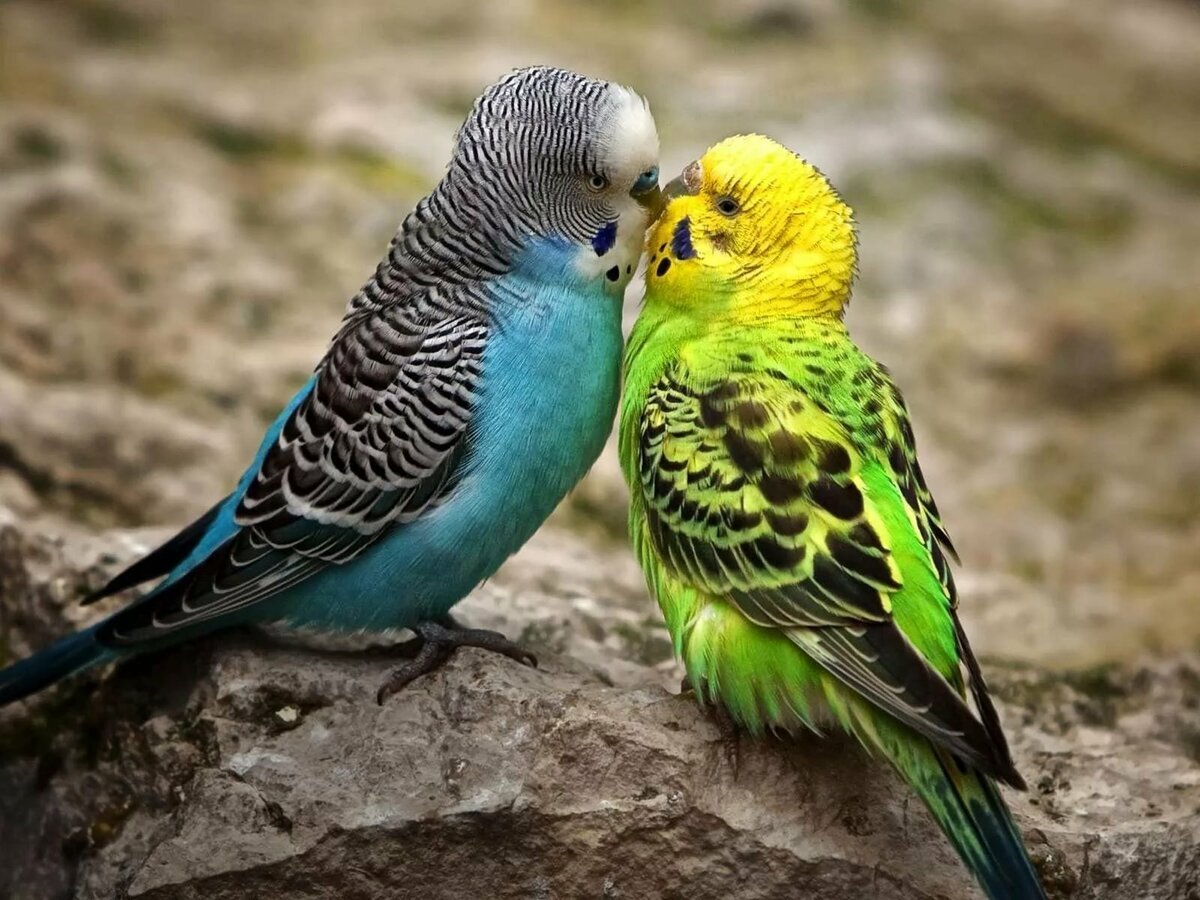 Определение пола волнистого попугая