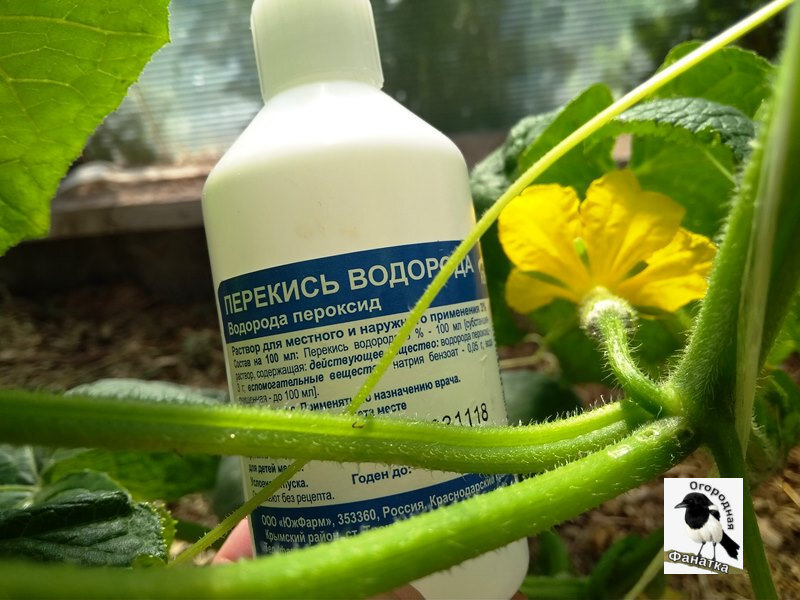 Простое аптечное средство для лечения мучнистой росы на огурцах
