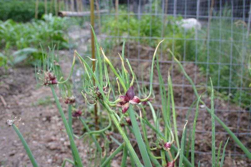 Лук многоярусный Allium proliferum. Лук Египетский многоярусный. Лук Allium Cepa. Лук рогатый многоярусный.