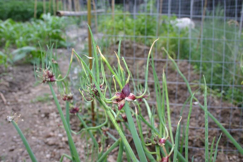 Шагающий лук. Лук многоярусный Allium proliferum. Лук Египетский многоярусный. Лук Allium Cepa. Лук рогатый многоярусный.