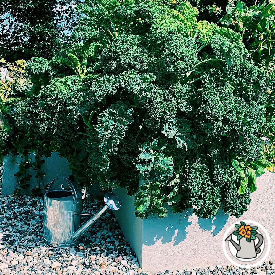 Капуста кейл