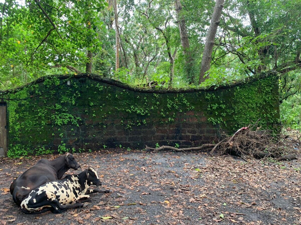 Коровы в релаксе, чего и вам желаю. 