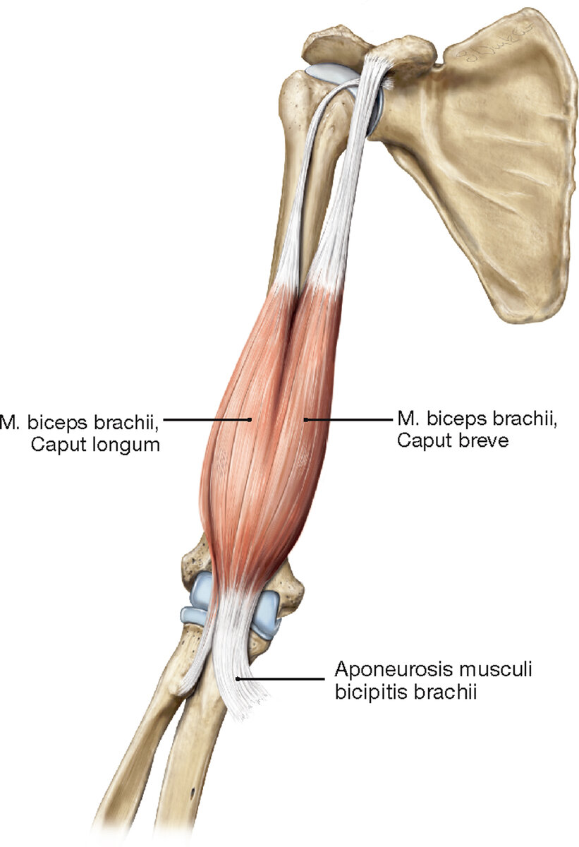 Biceps brachii