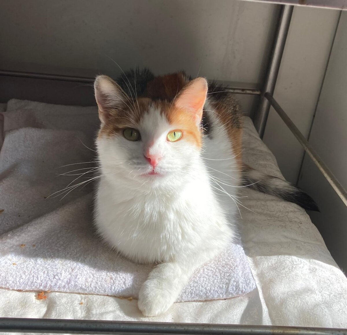 Микелла, 2 года 