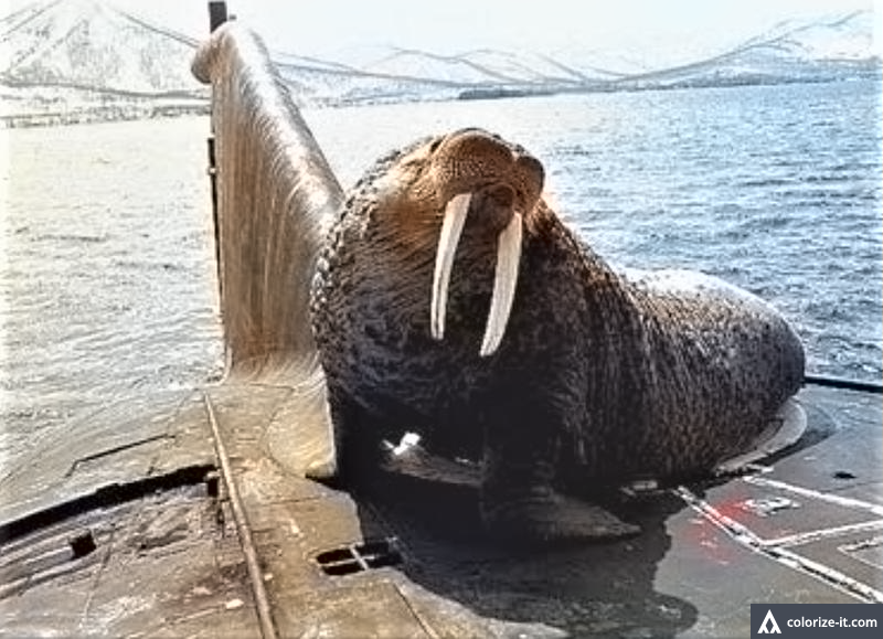 Морж — абориген дальневосточных вод, прибыл на борт подлодки для знакомства
с моряками-североморцами