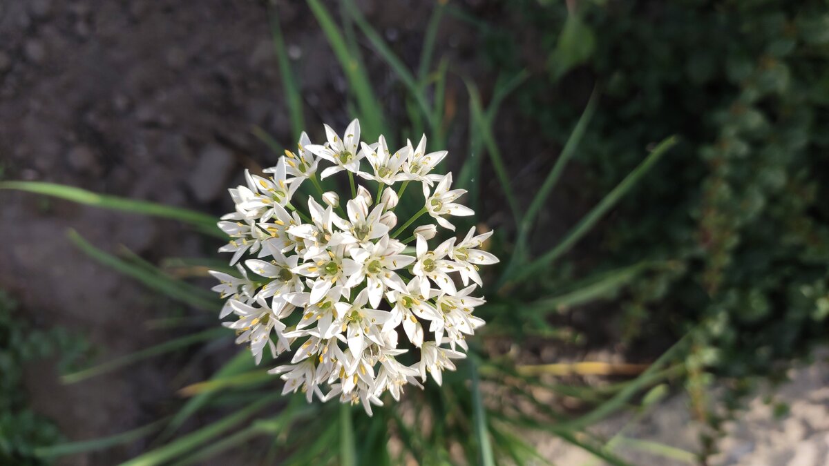 Джусай или лук ветвистый