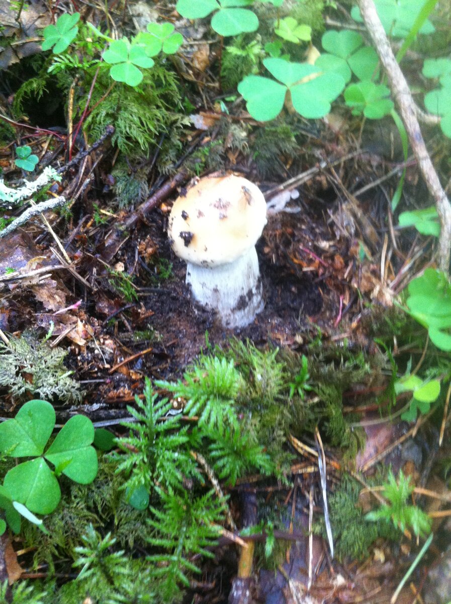 А вот и еще один