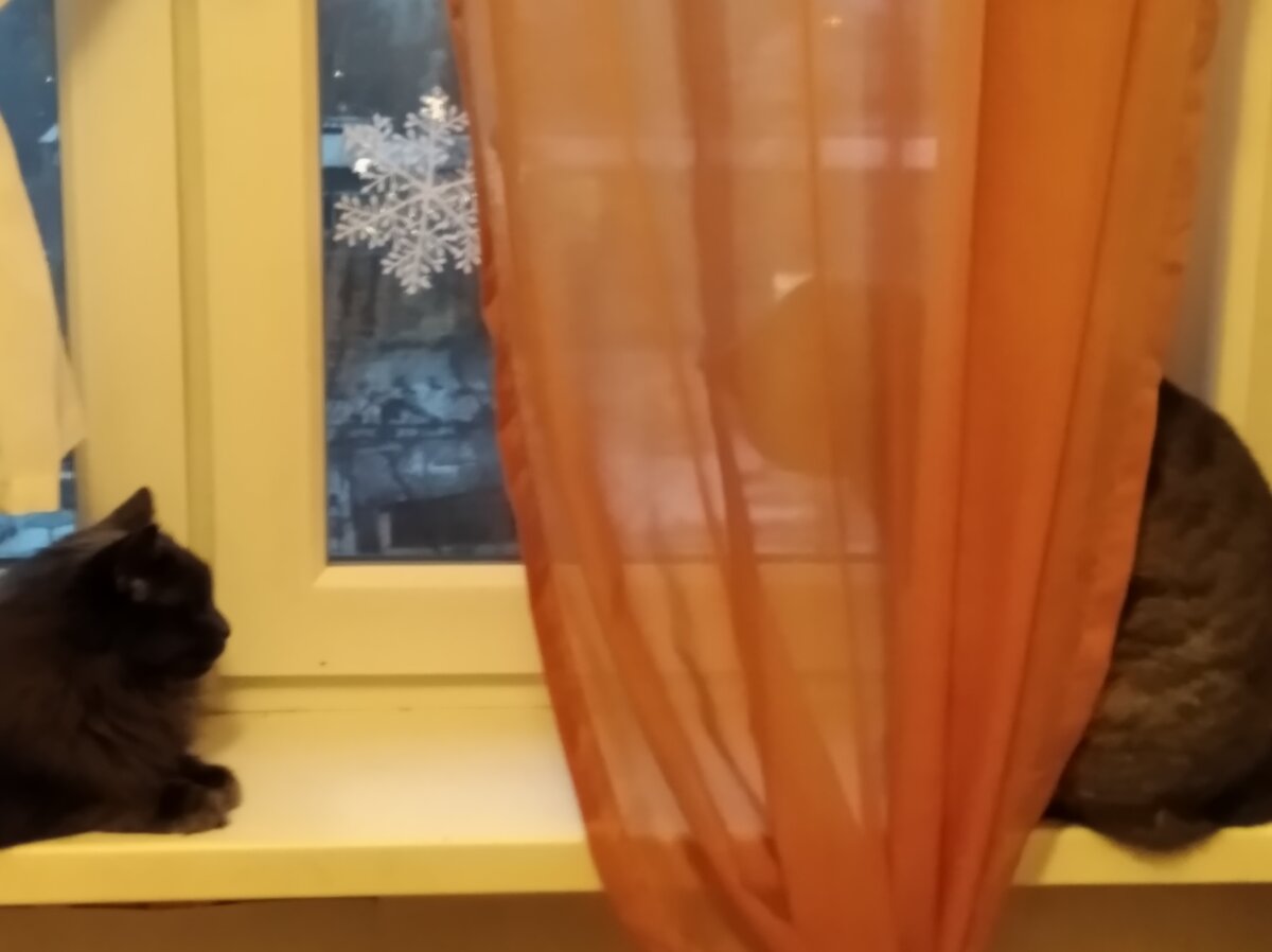 Котики для привлечения внимания