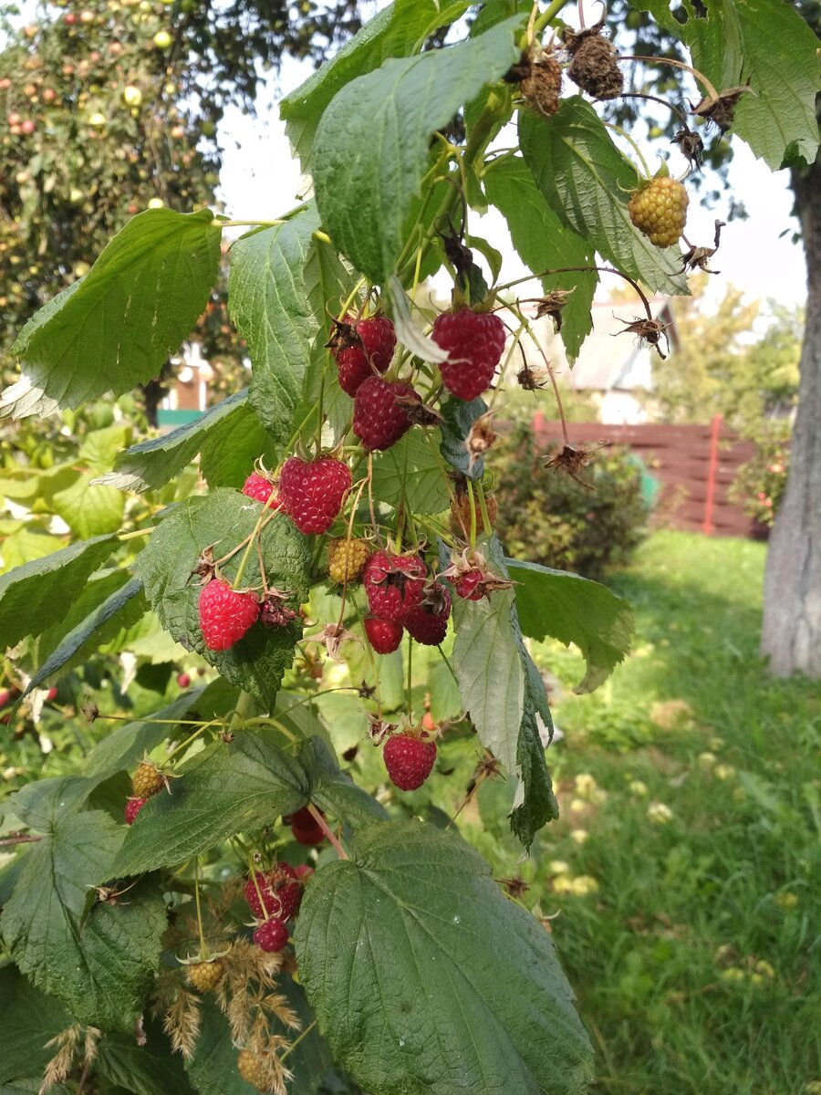 Декабрь - за окном серо и сыро. Просматриваю дачные фото. Строю планы.